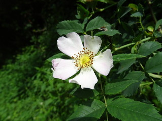 Hunds-Rose Blüte