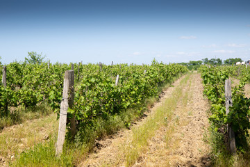 Fototapeta na wymiar Vineyards of Krasnodar region. Large field of vineyards. Field of Kuban winemakers