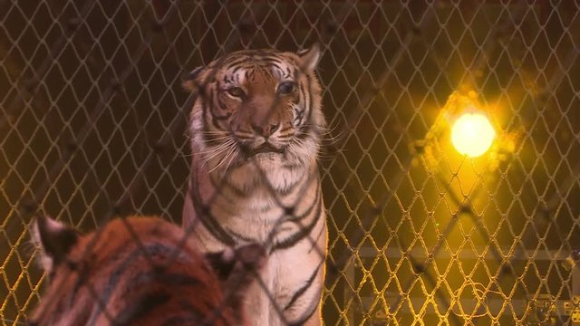Tigers in a cage.Circus. Dangerous predator.