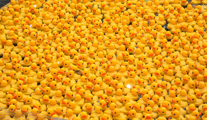 Hunderte kleine gelbe Plastikenten mit roten Schnäbeln schwimmen in einem Bach um die Wette