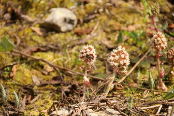 Wandern in den Bergen
