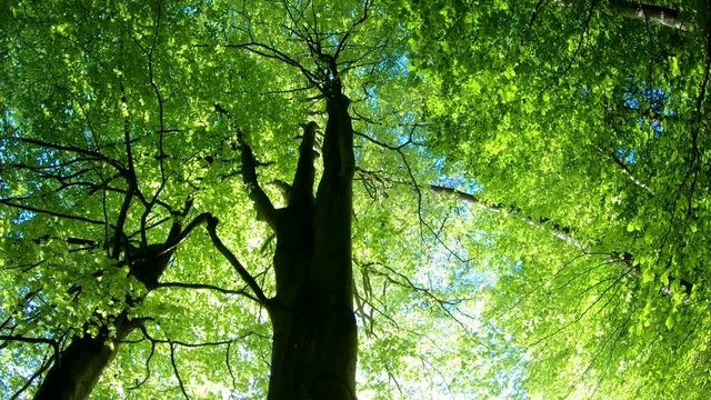 Laubwald, Buchen, Naturerlebnis, Schwenk, Panorama, Gimbal, Natur in Bewegung, Spessart, 4K