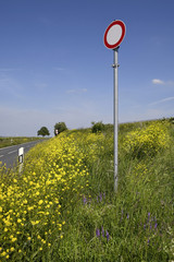 strasse im fr&uuml;hling