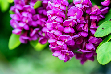 Purple flowers of Robinia Margaretta close