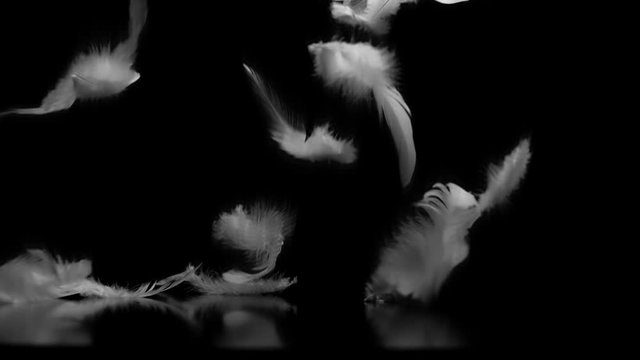 White feathers falling against black background with reflection