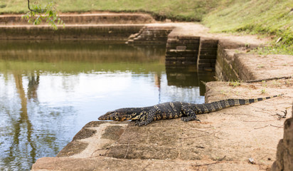wild monitor in its natural habitat