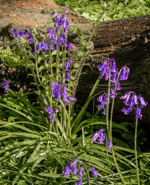 Beautiful Spring Bluebells In Amazing Sunshine At Spring Wood Near Burnley, Lancashire, UK