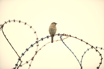 Bird On Barbwire