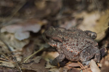 
Toad hidden among the leafs