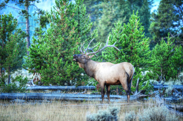 Bull Elk in water, Yellowstone National Park, Colorado