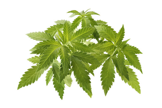 Cannabis als Medizin freigestellt