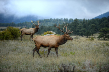 Naklejka na ściany i meble Bul Elk in Rocky Mountian National Park, Colorado
