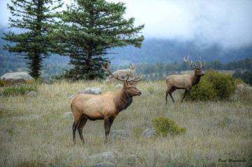 Naklejka na ściany i meble Bull Elk in Rocky Mountain National Park, Colorado