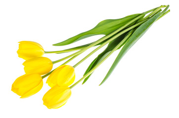 Fresh garden yellow tulips