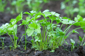 green parsley on the grower bed.