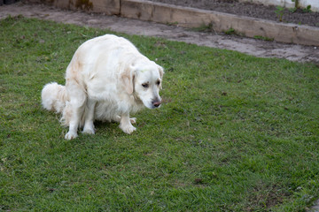 White golden retriever poops on the grass