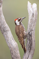 Arizona Woodpecker