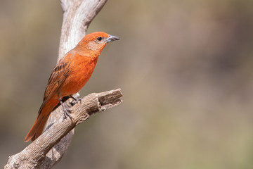 Hepatic Tanager