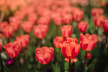 Tulip Field
