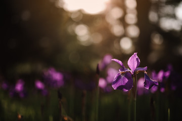 Obraz na płótnie Canvas Purple Iris