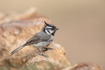 Bridled Titmouse