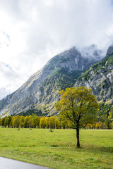 Sycamore Trees in Ahornboden valley in Tyrol, Austria