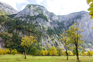 Fototapeta na wymiar Sycamore Trees in Ahornboden valley in Tyrol, Austria