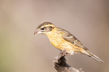 Black-headed Grosbeak