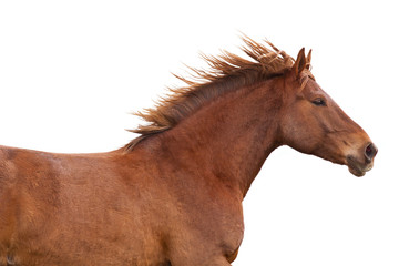Portrait of nice horse running on isolated background