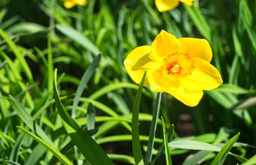 Bright yellow daffodils