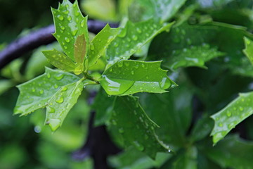 leaf, green, nature, leaves, plant, water, macro, tree, drops, garden, rain, fresh, summer, dew, foliage, spring, natural, drop, environment, close-up, ivy, flower, freshness, flora, closeup