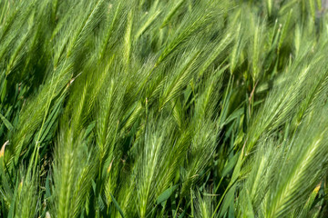 Green grass poaceae natural creative abstract texture and pattern background. Close up, selective focus