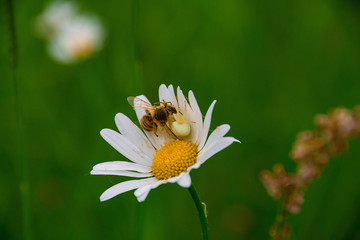 Fototapeta premium A bee and its predator (misumena vatia) on a flower