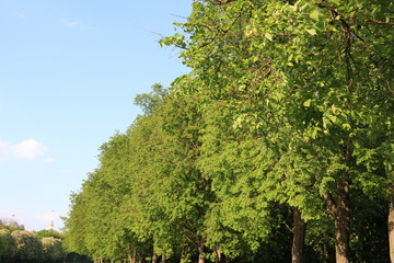summer, park , tree