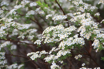 flora flower, nature