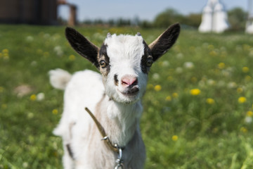 Close up black and white baby goat on a chain against grass flowers building on a background. White...