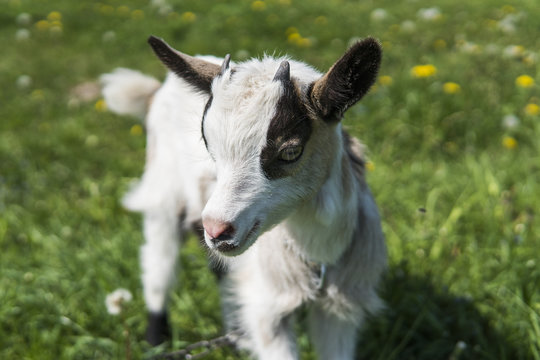 Close up black and white baby goat on a chain against grass flowers on a background. White ridiculous kid is grazed on a farm, on a green grass. Animal. Agriculture. Pasture.