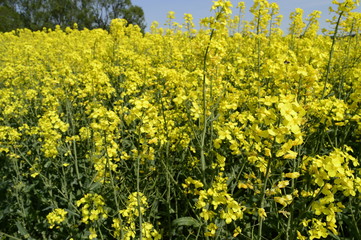Obraz premium Rapeseed cultivation - bright-yellow late spring flowers