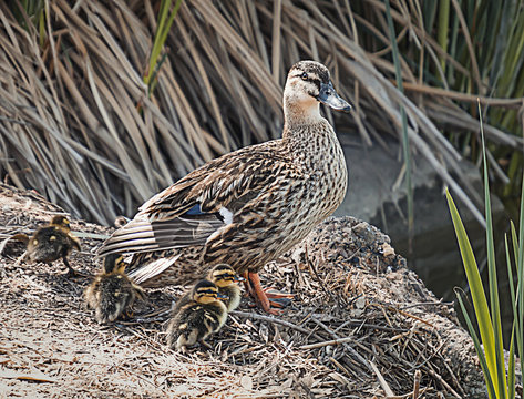 Pato con sus patitos