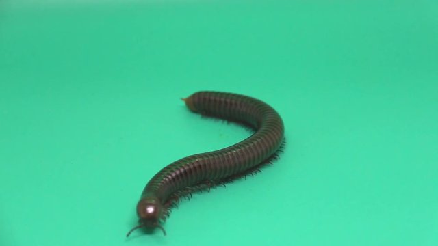 Millipede crawling or walking on green background. Millipedes are a group of arthropods that are characterised by having two pairs of jointed legs on most body segments