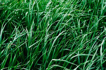 Green background texture of long grass sedge..Green plants. nature. great plan..Fresh grass growing in the field