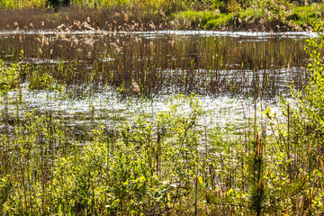 pond, dry grass, vegetation