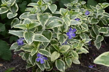 Vinca major Variegata - bigleaf periwinkle with beautiful deep blue flowers and white marked leaves