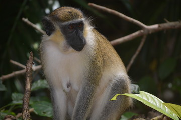 Barbados Monkeys