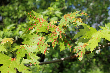 Gall caused by maple bladder-gall mite or Vasates quadripedes on Silver Maple (Acer saccharinum) leaf