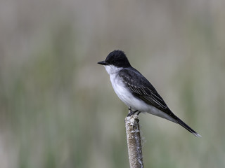 Eastern Kingbird Perched on Cattail in Spring