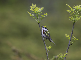 Chestnut-sided Warbler in Spring