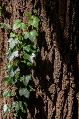 Ivy creeping up a textured tree trunk