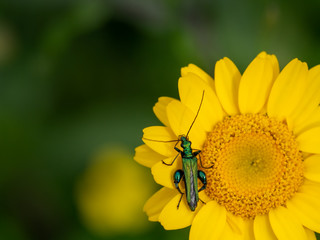 Oedemora nobilis, male beetlle on yellow daisy flower.