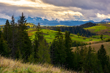 cloudy morning in Carpathian countryside. lovely nature scenery with spruce forest and grassy...